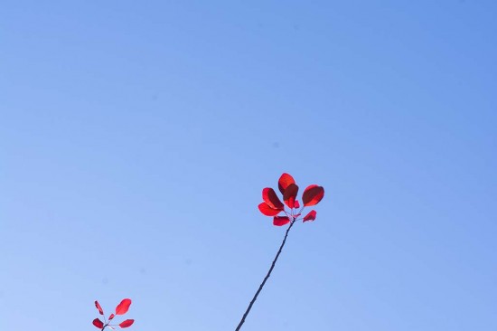 DSC_3801