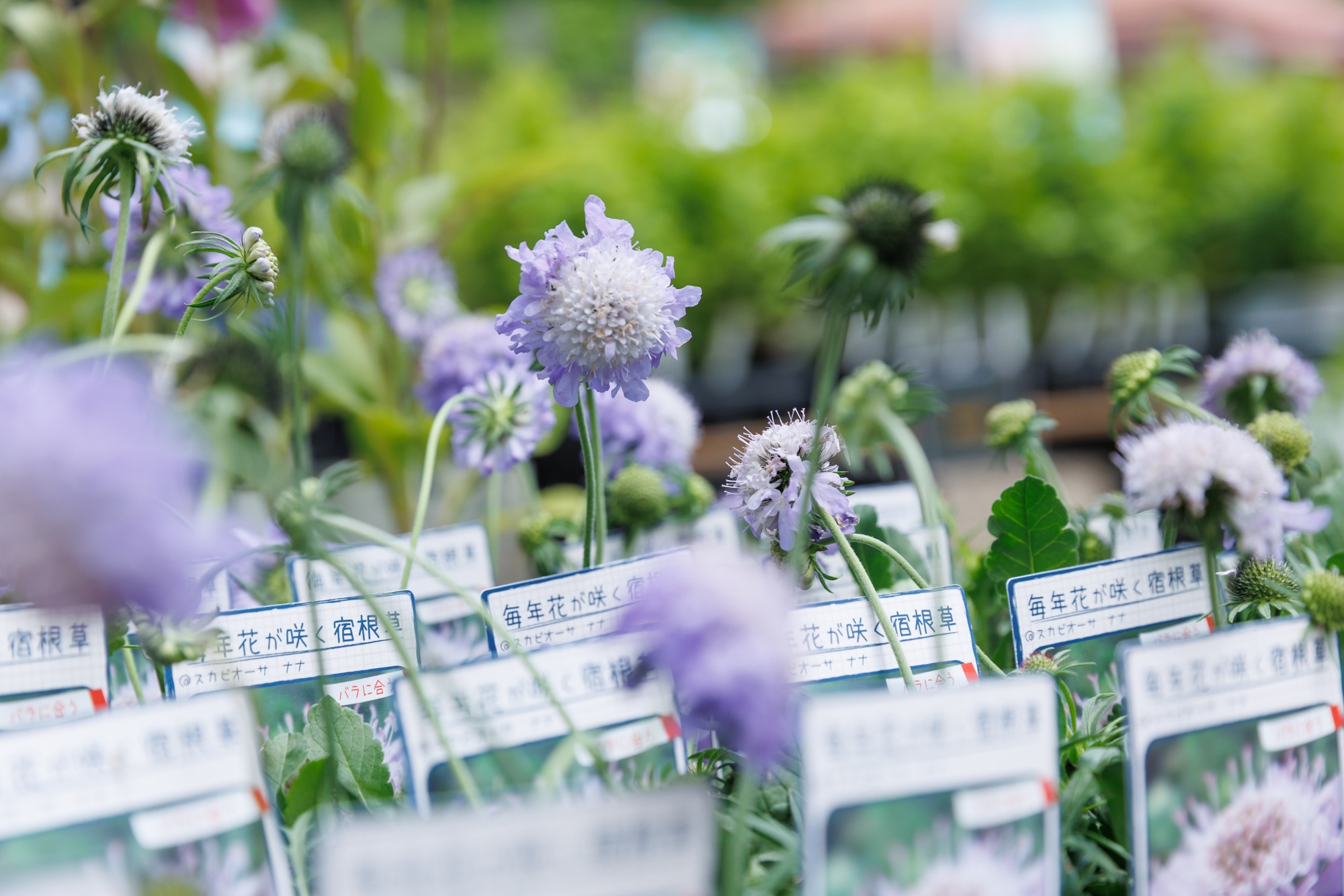 萌木の村ナチュラルガーデンマンス2025」開催！ | 萌木の村