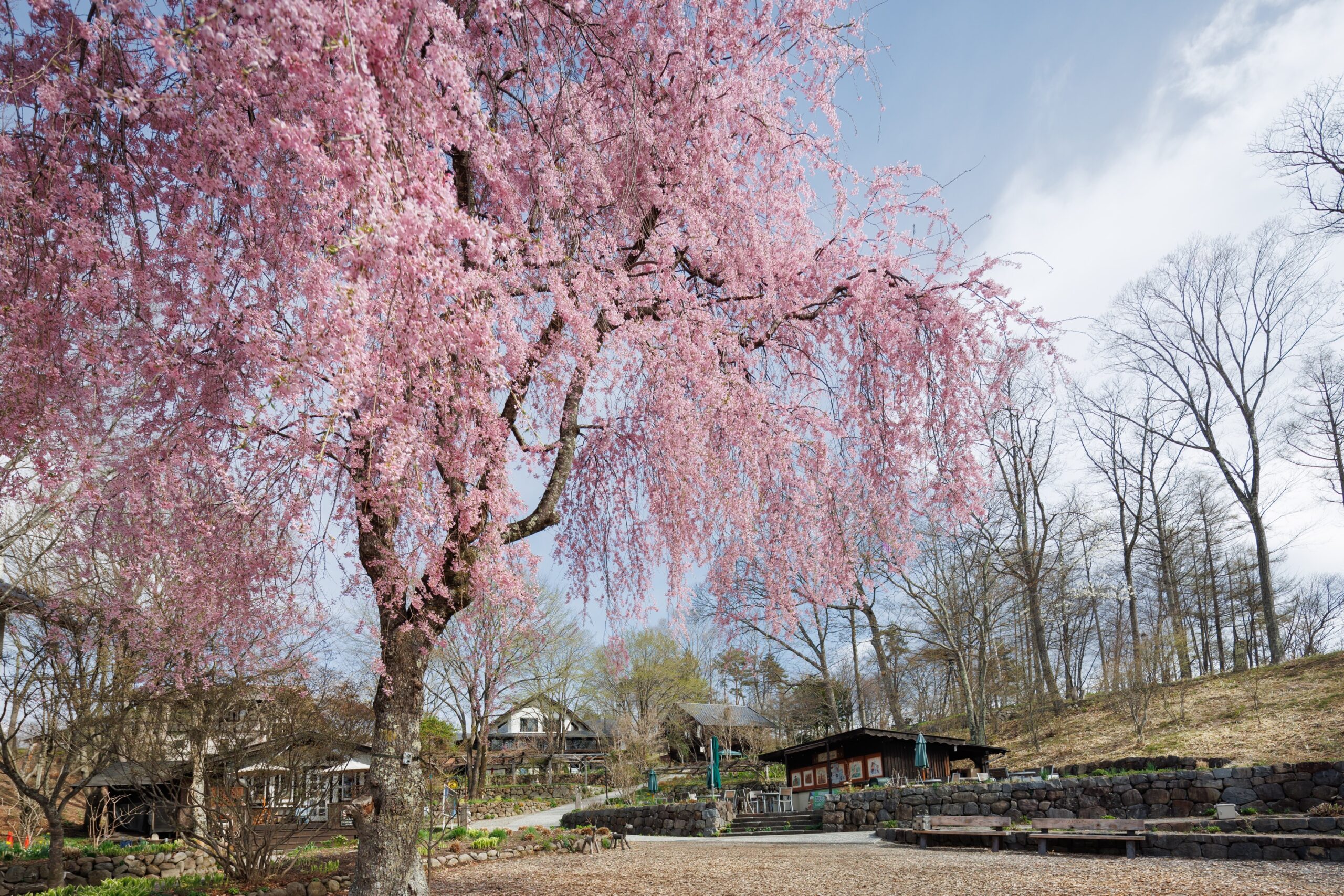 桜の木 image.php?id=