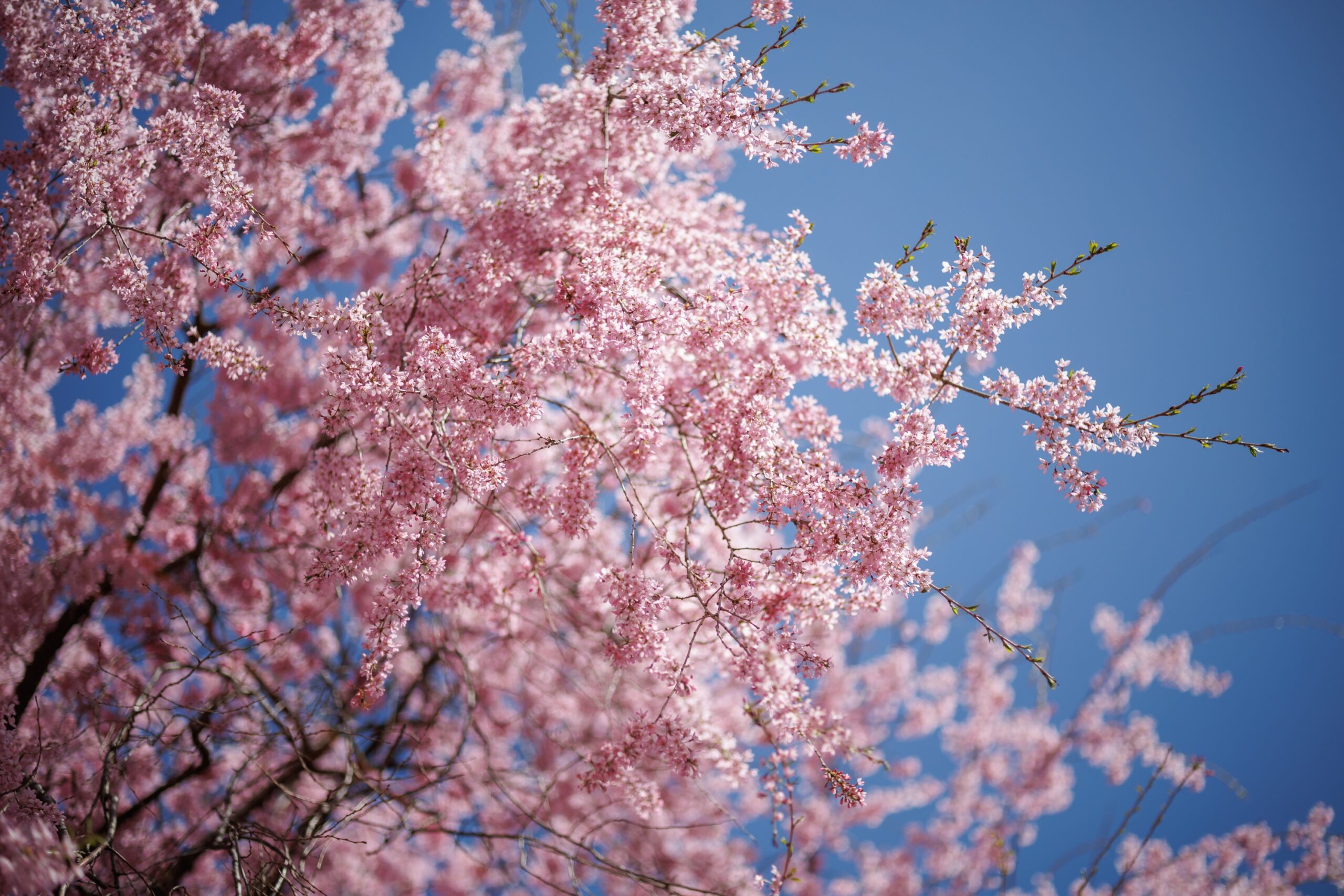 シンボルツリー萌木桜 | 萌木の村