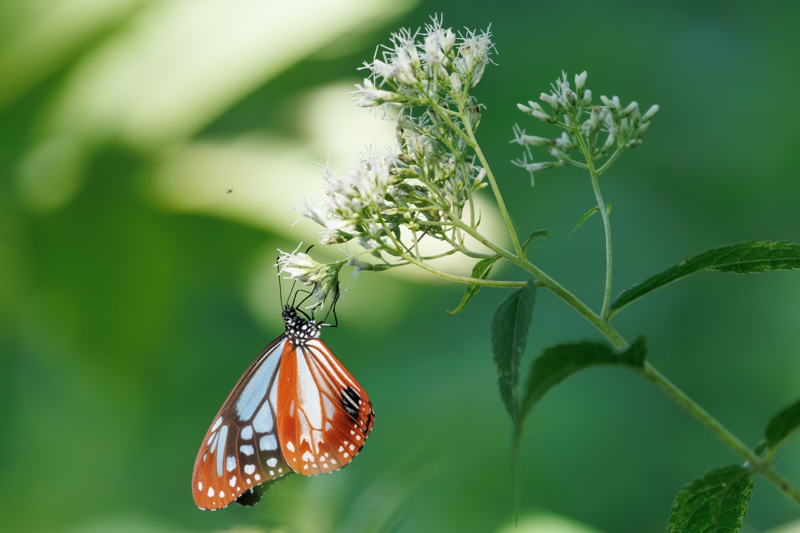 おしゃれさんたち | 萌木の村